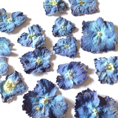 Kwiatki suszone mix blue (ok.1-3,5 cm) 10 szt  - 1 op