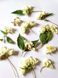Kwiay susz. JAŚMIN ecru pojedyncze i na gałazkach  ( kwiat szer 1-2,5cm wys 1,5-3cm ) 8  szt - 1 op