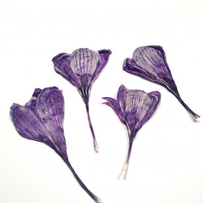 Krokusy susz  mix fiolet 5,5-8.8 cm (główki ok. 4,5-8 x 3-4,5 cm ) 2 szt - 1 op