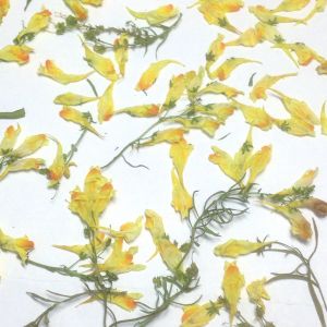 Kwiatki suszone żółte (ok.1-1.5 cm) 50 szt na łodyżkach i luzem - 1 op