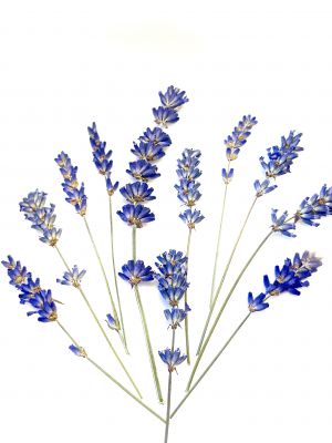 Kwiaty suszone LAWENDA ( dł.gałązki ok. 6-9 cm )  10szt  - 1 op