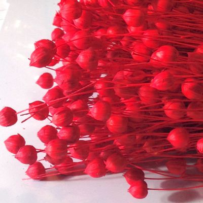Len barwiony 5-10 cm (nasi, 4-7 mm)  RED - 4 gałązki - 1 op