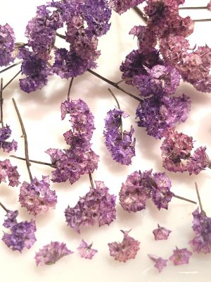 kwiaty suszone , lt. violet  10 pęczków  pęcz: 1- 2,5 cm - 1 op