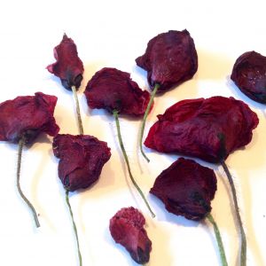 Kwiaty susz MAKI CZERWONE -BORDOWE 3D ( główka szer 1,5-5cm wys 2-5,5cm ) 6 szt - 1 op
