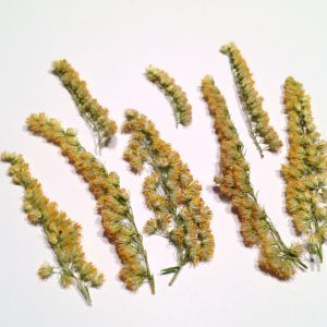 Kwiatki suszone żółte  (4-8 cm) 10 gałązek - 1 op