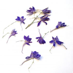 Kwiatki suszone NIEBIESKIE   ( 1,5 - 2, cm)  8 szt  - 1 op