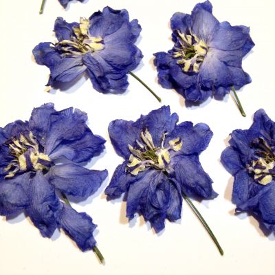 Kwiat OSTRÓŻKA 4-7 cm blue - 1 szt