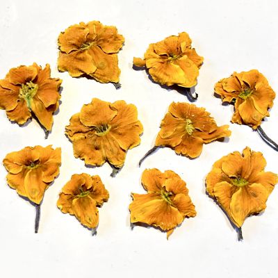 Kwiaty suszone PRYMULKA (ok.2-3,5 cm) orange yellow 6 szt  - 1 op