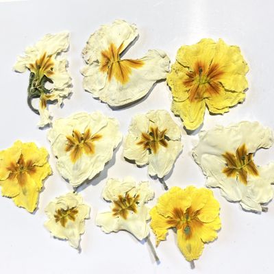 Kwiaty suszone PRYMULKA (ok.2-3,5 cm) mix yellow 6 szt  - 1 op