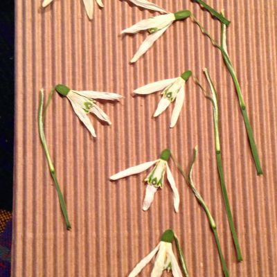 Kwiaty suszone przebiśniegi -śnieżyczki  (wys ok 5-7cm)  8 szt   - 1 op