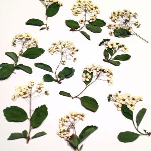 Kwiatki na gałązkach White  wys gał 2-5 cm , szer 2,5-4cm - 5 gałązek