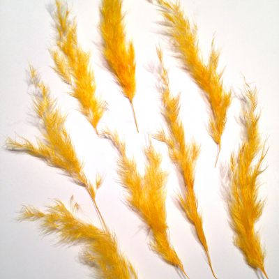Trawa pampasowa żółta  (wys 6-12cm) - 10 szt