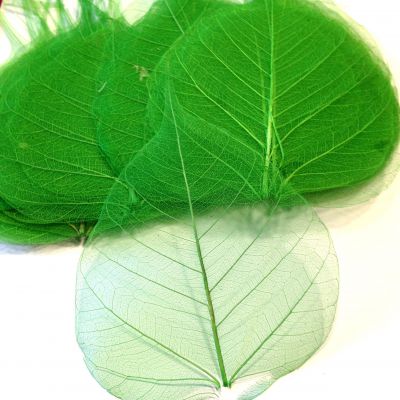 Liście naturalne preparowane 4-8x6-10 cm green - 2 szt