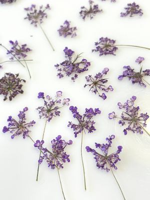 Kwiaty suszone Queen Anne\'s lace śr. 0,5 - 1,5 cm violet - 10 szt