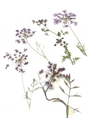 Kwiaty suszone Queen Anne\'s lace śr. 1 - 3 cm violet - 4 szt