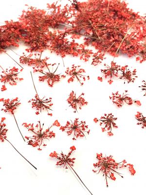 Kwiaty suszone Queen Anne\'s lace śr. 0,5 - 1,5 cm RED - 10 szt