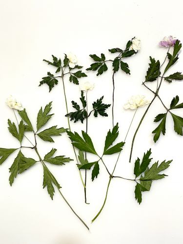Zawilec suszony, kwiat i liście, kwiat 1-2cm wys: 8-14 cm ,ecru/ fiolet - 2 szt - 1 op
