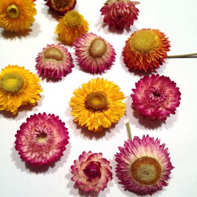 Kwiaty suszone KOCANKA   mix color 3D ( gł. śr.1,5-4 cm) 2 szt - 1 op