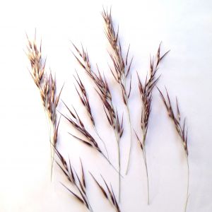 Trawa ozdobna brunatna (wys 5-10 cm) - 10 szt