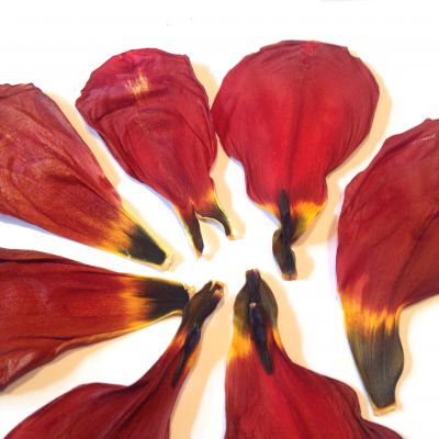 Płatki tulipana usz. 3-5x6-9 cm -red/yellow  6 szt - 1 op