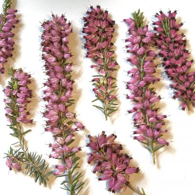 Suszone kwiatki  amarant/róż : 3 - 8 cm gałązka  -  10 szt