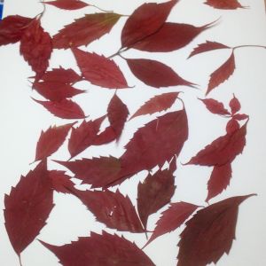 Liście suszone czerwone (ok.3-12cm) 15 szt  - 1 op