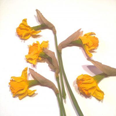 Żonkile suszone żółty 3D  9-6cm (główki ok. 2,5-3 x 2-3,5 cm ) 2 szt - 1 op