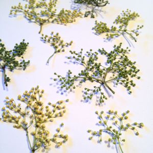 Pączki kwiatów suszone ecru/green ( szer 2-3,5cm-wys 3- 5 cm ) 8 szt - 1 op