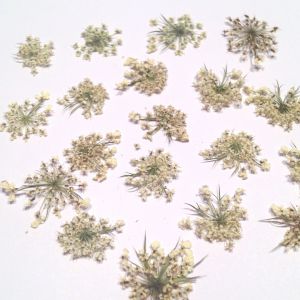Kwiatki susz. 1-1,5 cm - biel-ecru - 20 szt