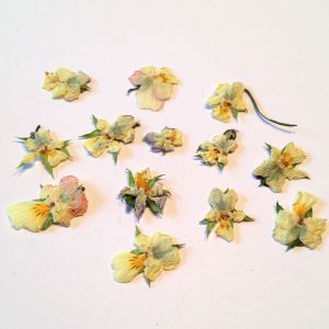 Kwiatki susz dzikie  bratki ( 0,8 - 1,5 cm) 10 szt - 1 op