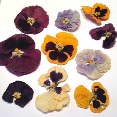 Kwiatki susz. bratki ŚREDNIE (2.8- 5.5 cm) mix  - 4 szt - 1 op