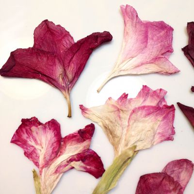 Kwiaty suszone  MIECZYK  wys 6-8 cm x 5-9 cm gr.0,3-0,8 cm mix pink  3 szt - 1 op