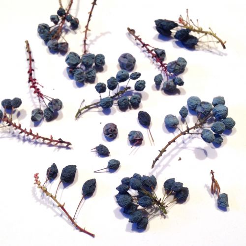 Owoce suszone krzew Mahonia ( 0.3- 1.5 cm ) na gałązkach i luzem 15 owoców  - 1 op