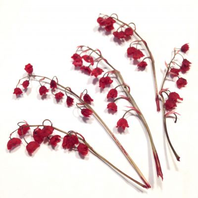 Kwiaty suszone KONWALIA  barwiona 3D (ok 5-9 cm) red 4 szt - 1 op