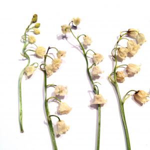 Kwiaty suszone KONWALIA  (ok 5-9 cm) 5 szt - 1 op