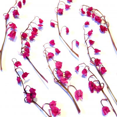 Kwiaty suszone KONWALIA barwiona 3D (ok 5-9 cm) amarant  4 szt - 1 op