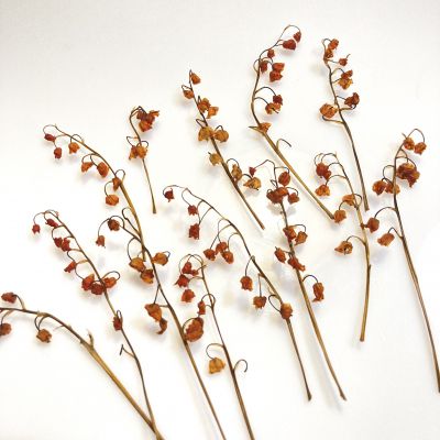 Kwiaty suszone KONWALIA barwiona 3D (ok 5-9 cm) rdza  4 szt - 1 op