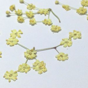 Kwiatki suszone YELLOW CREAM (kwiatki 0,4-0,6mm) 150 szt na łodyżkach - 1 op