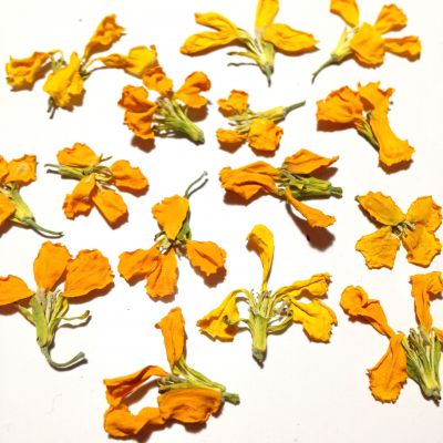 Kwiaty suszone  0.8-1,9 cm  YELLOW 10 szt - 1 op