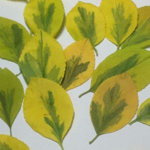 Liście naturlne suszone yellow/green  (ok.3-6 cm) 15 szt  - 1 op