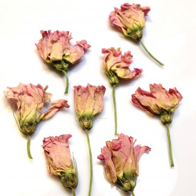 Kwiat  suszony EUSTOMA gł. 2,5-3,5x1,5-2,5 x0,8-1,2cm - White/Pink/Ecru  - 1szt