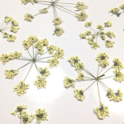 Kwiaty suszone Queen Anne\'s lace Sr.2-5 cm white/ecru/green - 4 szt