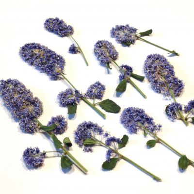 Kwiat suszony - niebieski gał: 2,5-5 cm 4 szt - 1 op