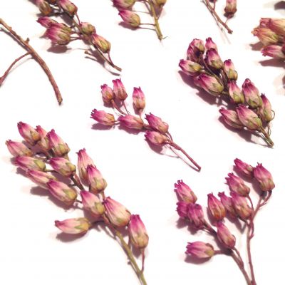 Dzwoneczki susz. Japonica 3D kwiat 2-4x1-4mm dł.gał 2-6cm lt.pink/ecru- 4 gałązki - 1 op