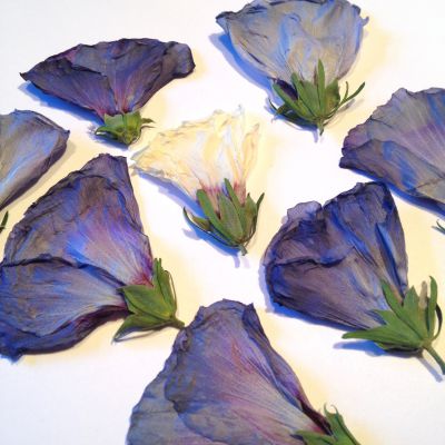 Kwiaty suszone mix color  blue,fiolet pink,ecru - ok 3-7,cm wys 4-7cm , grub do 1 cm - 3 szt - 1 op