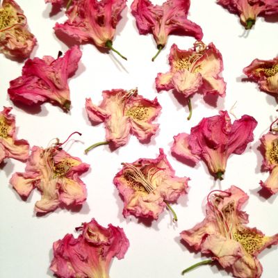 Różanecznik kwiat suszony 3D 3-4.5x3-4,5cm lt.pink  4 szt - 1 op