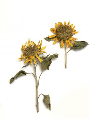 Kwiat  suszony słonecznik wys. 5 -9 cm gr. ok.0,5 cm 1 szt