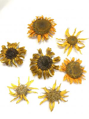 Kwiat  suszony słonecznik 4 - 6cm  gr. ok.0,5 cm - 2 szt
