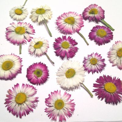 Kwiatki suszone STOKROTKI (2,5-6 cm) 10 szt  - 1 op