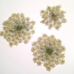 Kwiatki susz. śr 5,5 - 7,5 cm - biel-ecru - 2 szt